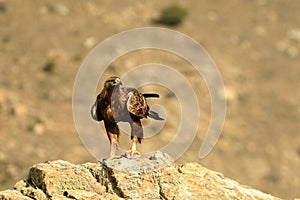 Eagle in the field with its prey