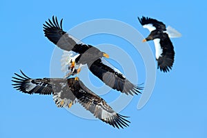 Eagle fight on the blue sky. Wildlife action behaviour scene from nature. Eagle flying with fish. Beautiful Steller`s sea eagle