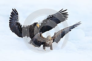 Eagle fight in white snow. Wildlife action behaviour scene from nature. Eagle flying with fish. Beautiful Steller`s sea eagle, Ha