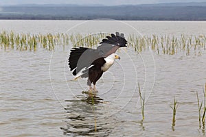 Eagle fisherman. Eagle from Lake Baringo.