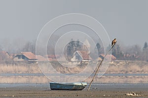 An eagle fisherman flying and searching for his prey, a boat on a dry lake