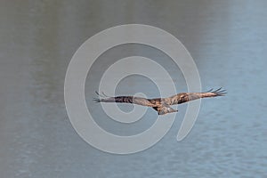 An eagle fisherman flying and searching for his prey, a boat on a dry lake