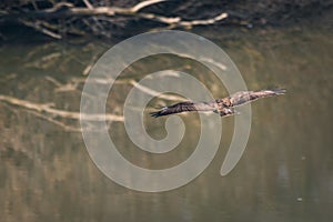 An eagle fisherman flying and searching for his prey, a boat on a dry lake