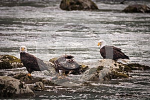 Eagle fishing in Chilkoot river near Haines