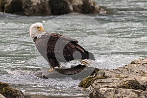 Eagle fishing in Chilkoot river near Haines