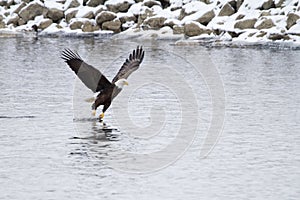 Eagle Fishing over the Mississippi River