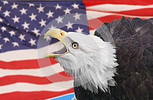 Eagle with flag