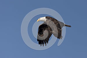 Eagle flaps its wings in the sky.