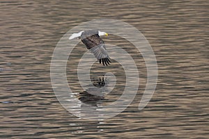 Eagle flies above water.