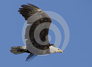 Eagle in flight 2