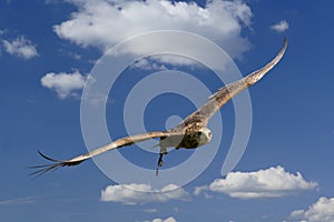 Eagle in flight