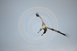 Eagle in Flight.