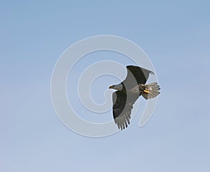 Eagle in Flight