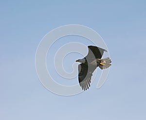 Eagle in Flight photo