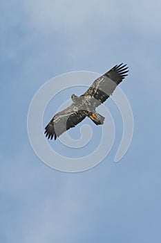 Eagle in Flight