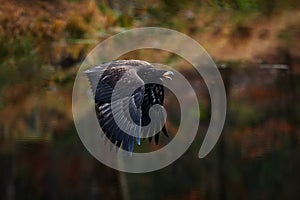 Eagle flight above the autumn forest lake, Germany in Europe. Nature wildlife, bir fly with open bill