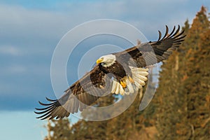 Eagle In Flight