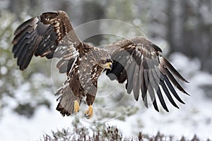 Eagle in flight. Bird of prey. Eagle landing.