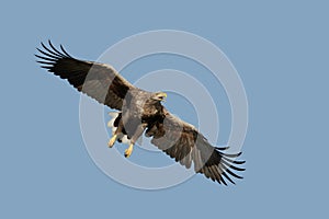 Eagle in Flight and Calling