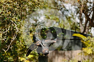 Eagle in flight at Currumbin Wildlife Park