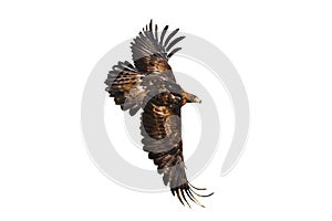 Eagle in flight. Golden eagle, Aquila chrysaetos, flying with widely spread wings isolated on white background. Majestic bird. photo