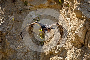 Orel v letu. Orel skalní, Aquila chrysaetos, klouže s široce roztaženým křídlem dolů ze skály. Majestátní pták v krásné přírodě