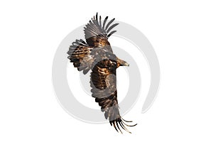 Eagle in flight. Golden eagle, Aquila chrysaetos, flying with widely spread wings isolated on white background. Majestic bird.