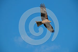 Eagle in flight