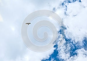 eagle in flight inside the mountain area of the majella abruzzo Italy