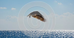 Eagle in flight over the sea