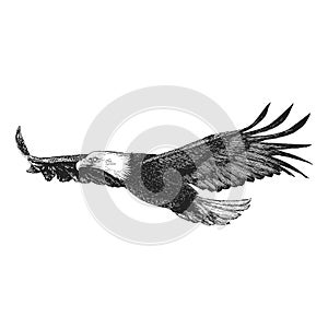 Eagle in flight, vector sketch. Freedom symbol.