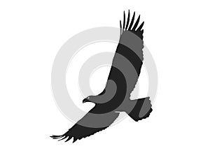 Eagle in flight with wide wingspan. isolated vector silhouette image