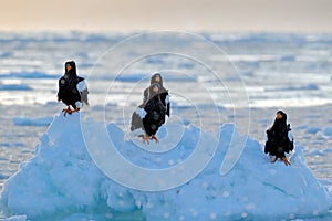 Eagle floating in sea on ice. Beautiful Steller`s sea eagle, Haliaeetus pelagicus, flying bird of prey, with sea water, Hokkaido,