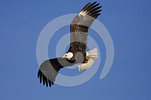 Eagle Fly By img