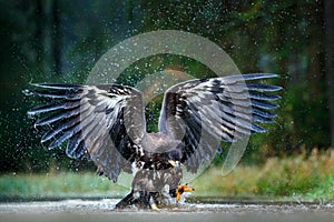 Eagle in fly above the dark lake. White-tailed Eagle, Haliaeetus albicilla, flight above the water river, bird of prey with forest