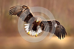 Eagle fly above the lake surface. White-tailed Eagle, Haliaeetus albicilla, face flight, landing, bird of prey with forest in back