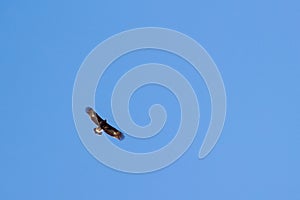 Eagle fly in the blue sky