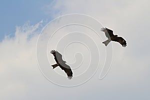 eagle fly in the blue sky
