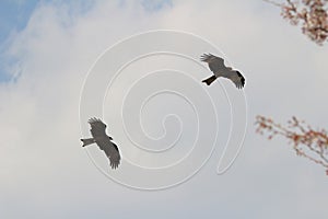 eagle fly in the blue sky