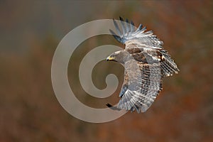 Eagle in fly. Flying dark brawn bird of prey Steppe Eagle, Aquila nipalensis, with large wingspan. Wildlife scene from nature. Act photo