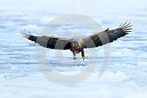 Eagle fly landing above the sea ice. Winter scene with bird of prey. Big eagles, snow sea. Flight White-tailed eagle, Haliaeetus a