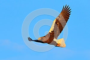 Eagle fly, open wings. Eagle flight durring winter. Wildlife scene. Bird on the blue sky. Steller`s sea eagle, Haliaeetus pelagic