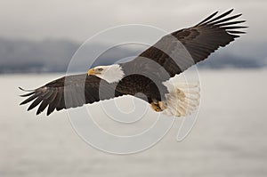 Eagle Flying