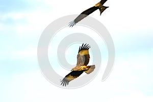 Águila volador 