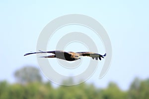 Águila volador 