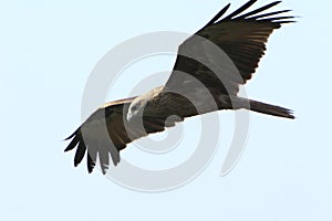 Águila volador 