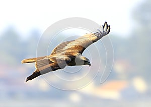 Águila volador 