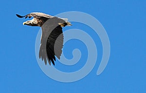Eagle Flying