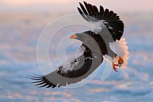 Eagle flying above the sea. Beautiful Steller`s sea eagle, Haliaeetus pelagicus, flying bird of prey, with blue sea water, Hokkaid