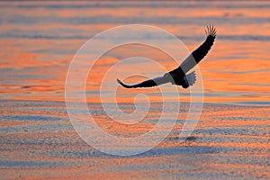 Eagle flying above the sea. Beautiful Steller`s sea eagle, Haliaeetus pelagicus, flying bird of prey, with sea water, Hokkaido, J